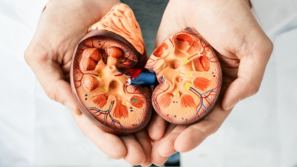 Akut Böbrek Yetmezliği Nedir? Belirtileri, Nedenleri ve Tedavisi